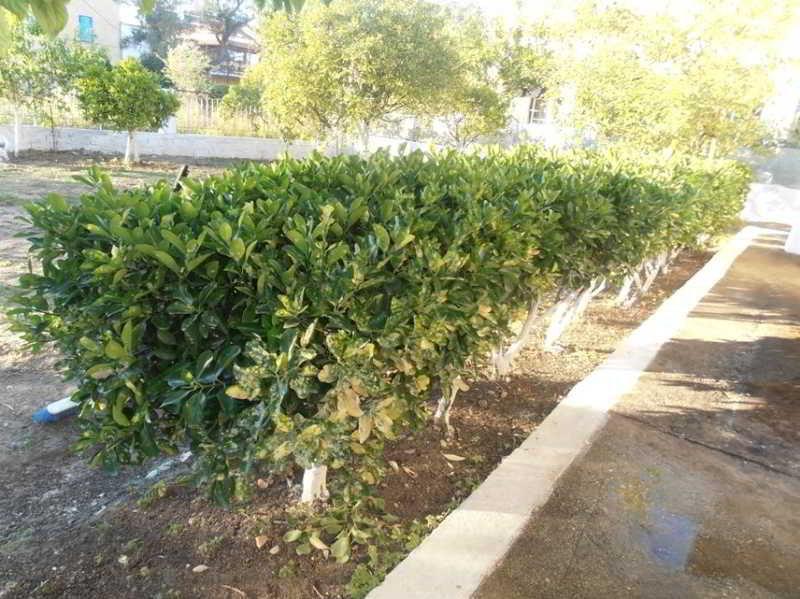 Appartamento Elenas Garden *