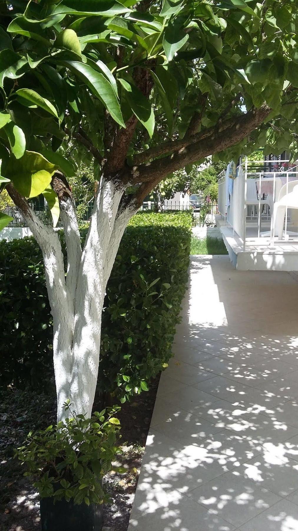 Elenas Garden *